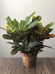 6" Croton  from Nate's Flowers in Casper, WY