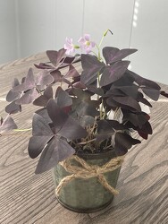 4" Purple Shamrock  from Nate's Flowers in Casper, WY