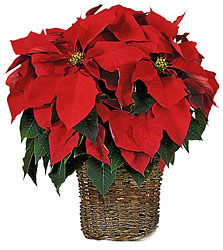 6" Red Poinsettia from Nate's Flowers in Casper, WY