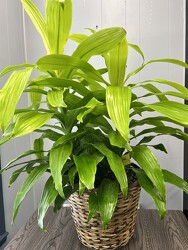 12" Lemon-Lime Dracaena Plant from Nate's Flowers in Casper, WY