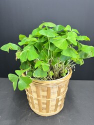 6" Shamrock from Nate's Flowers in Casper, WY
