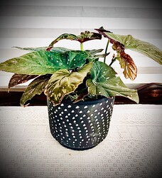 Angel Wing Begonia from Nate's Flowers in Casper, WY