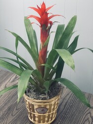 6" Bromeliad from Nate's Flowers in Casper, WY