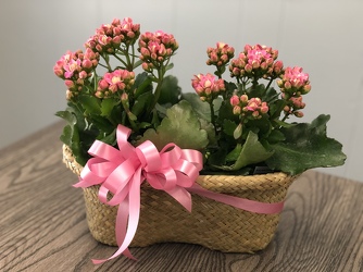 Double Kalanchoe Basket from Nate's Flowers in Casper, WY