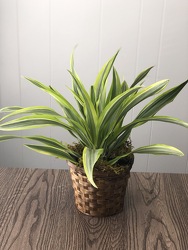 6" Dracaena  from Nate's Flowers in Casper, WY