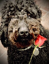 Ellie Says Stop and Smell the Roses!  from Nate's Flowers in Casper, WY