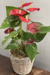 Red Anthurium  from Nate's Flowers in Casper, WY