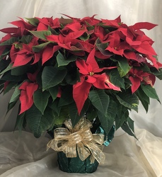 8" Poinsettia  from Nate's Flowers in Casper, WY