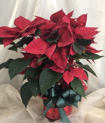 6" Wrapped Poinsettia from Nate's Flowers in Casper, WY
