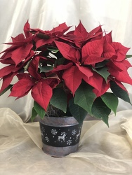 6" Poinsettia Tin from Nate's Flowers in Casper, WY