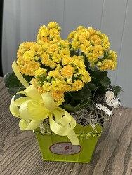 4" Kalanchoe  from Nate's Flowers in Casper, WY