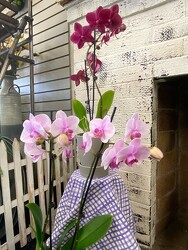 Orchid Plant from Nate's Flowers in Casper, WY