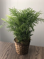 6" Palm Plant  from Nate's Flowers in Casper, WY