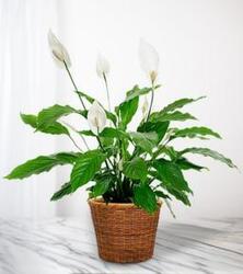 8" Peace lily  from Nate's Flowers in Casper, WY