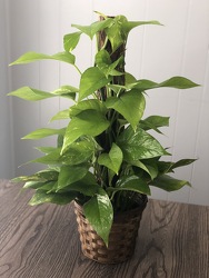 6" Pothos Pole  from Nate's Flowers in Casper, WY