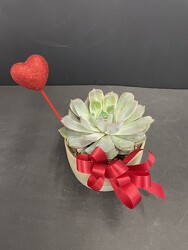 Valentine Succulent from Nate's Flowers in Casper, WY