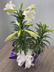 EasterLily from Nate's Flowers in Casper, WY