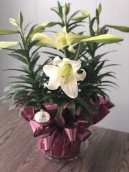8" Wrapped Easter Lily  from Nate's Flowers in Casper, WY