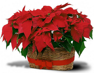 Double Poinsetta Basket from Nate's Flowers in Casper, WY