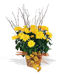 Yellow Hope Chrysanthemum from Nate's Flowers in Casper, WY