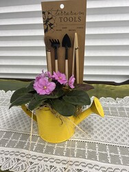 African Violet Watering Can from Nate's Flowers in Casper, WY
