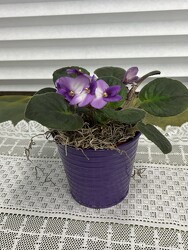 African Violet  from Nate's Flowers in Casper, WY