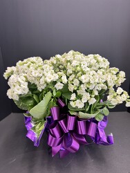 6" Kalanchoe from Nate's Flowers in Casper, WY